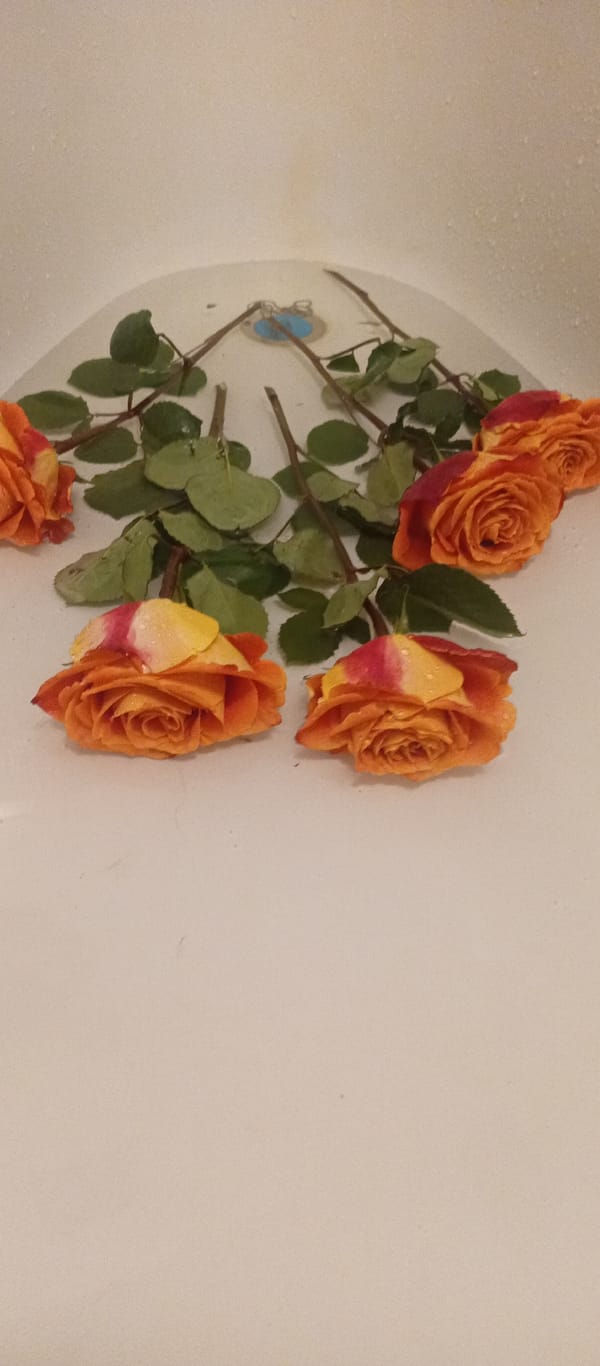 Artistic still-life arrangements documented in private indoor setting