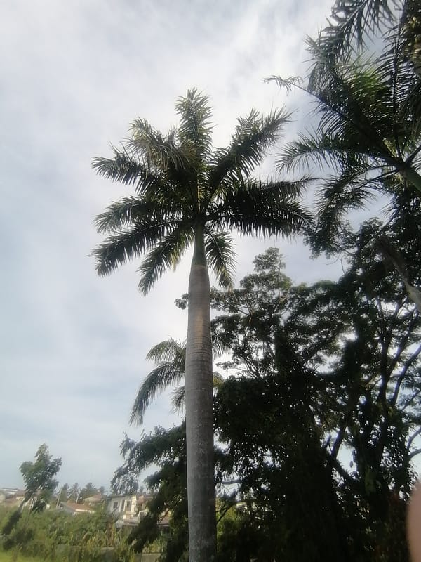 Morning scenes documented in Davao City residential area