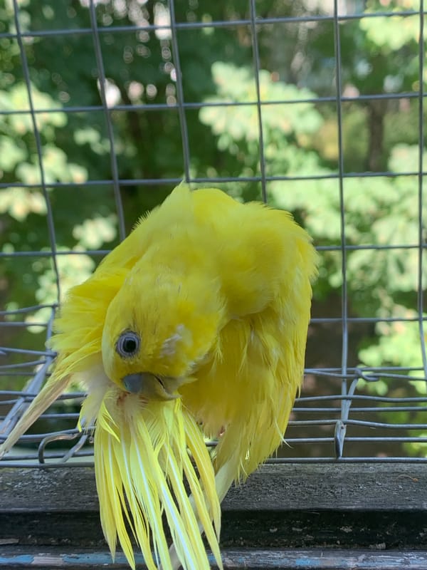 Close-up shots of a yellow budgerigar in Poltava