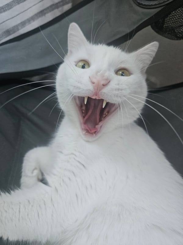 White cat yawns and lounges in a series of close-up shots