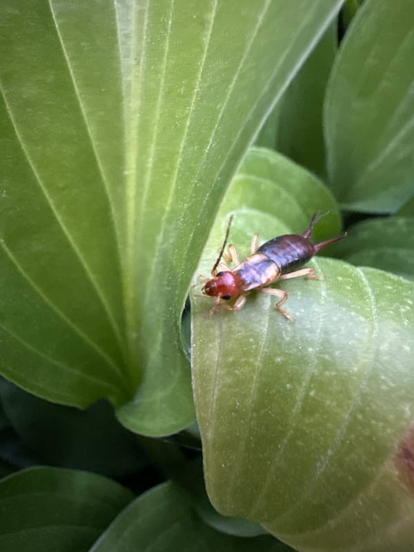 Macro garden exploration mixes insects, plants, and everyday objects