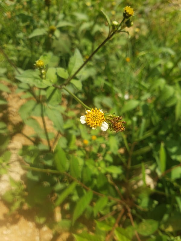 Wildflowers and drainage channels in Jos, Nigeria