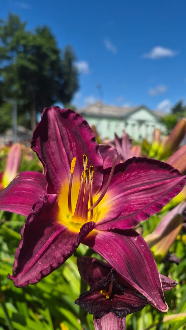 Summer flowers in full bloom around Dagda, Latvia
