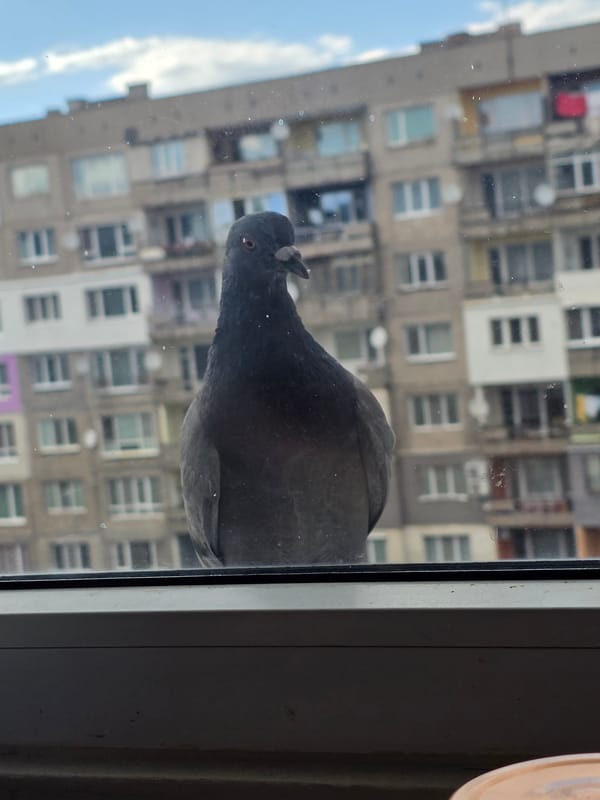 Afternoon snapshots and pigeon encounter in Pernik, Bulgaria