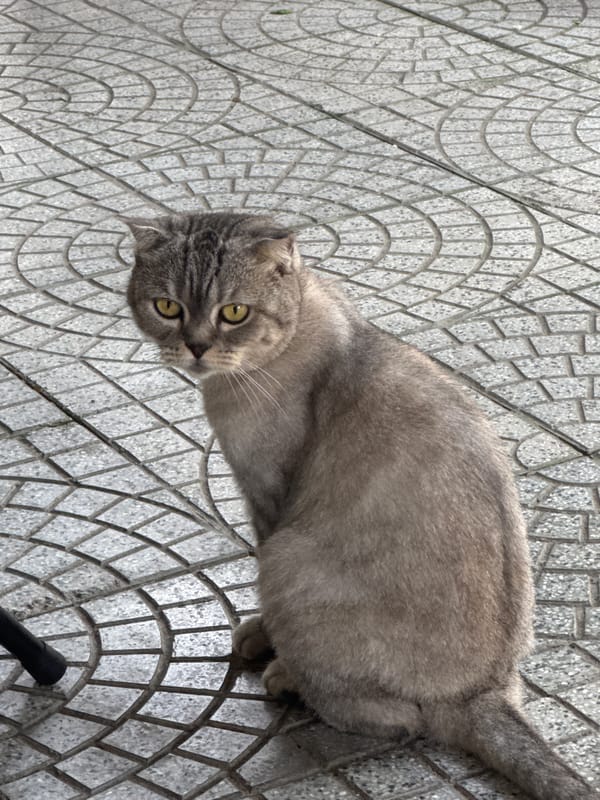 Café cat encounters documented in Đà Nẵng over 40 minutes