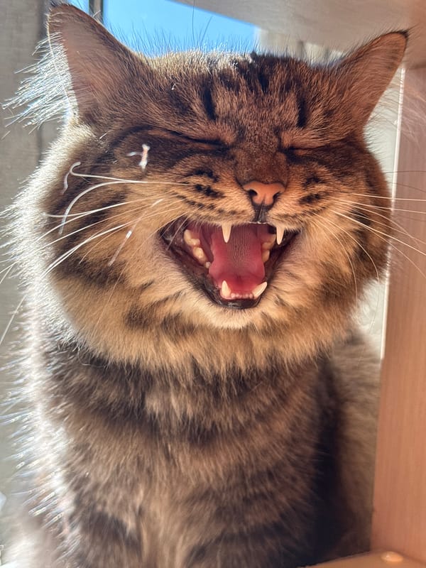 Cat caught yawning in close-up photo in Russia