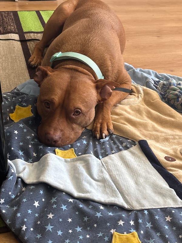 Brown dog spotted resting in multiple Sofia locations
