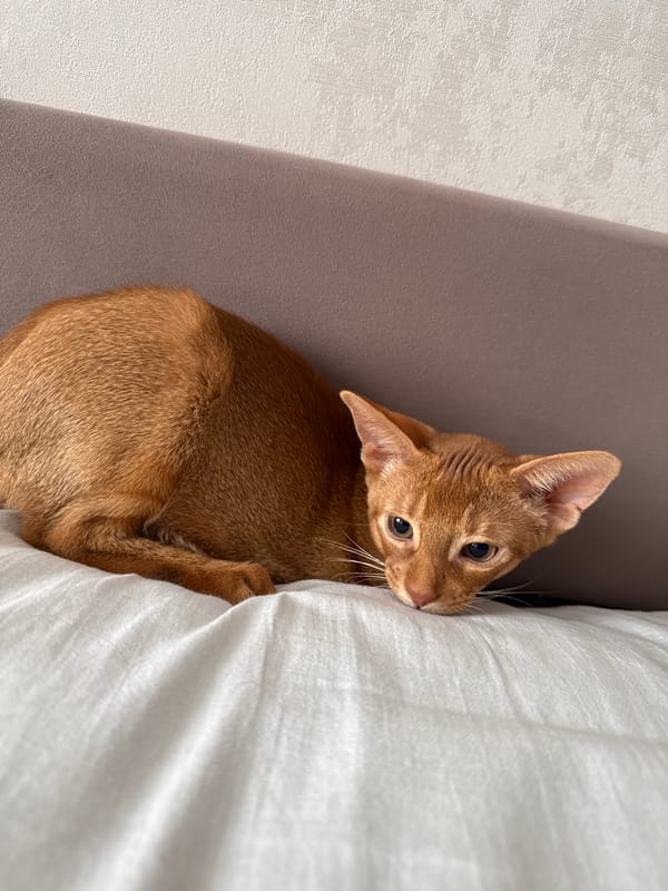 Orange Abyssinian cat lounging and grooming at home in Stary Oskol