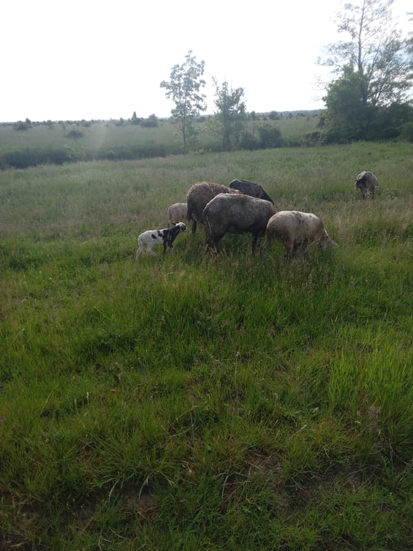 Dawn pastoral scene with grazing sheep documented in countryside