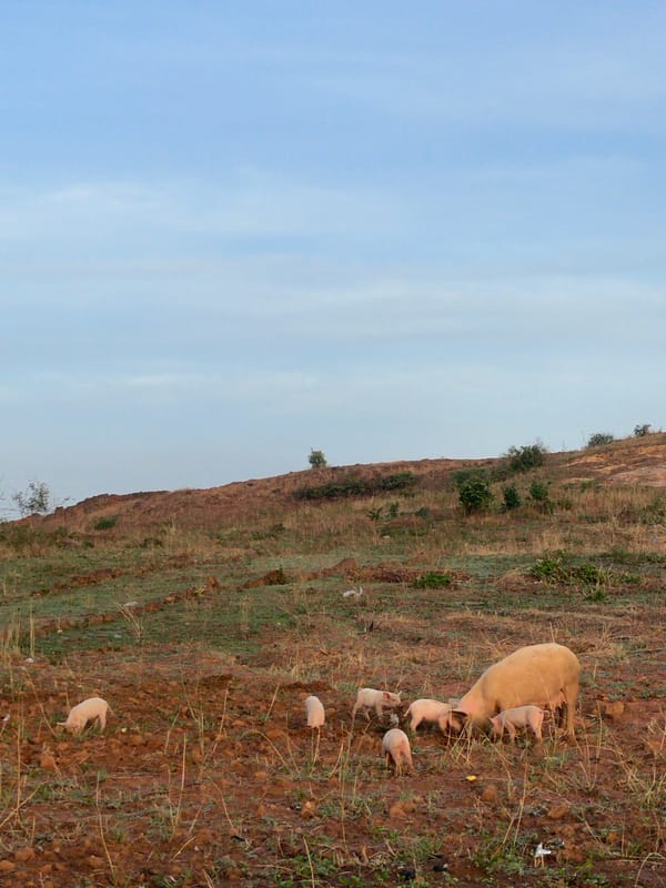 Sow with piglets spotted on hillside near Jos, Nigeria