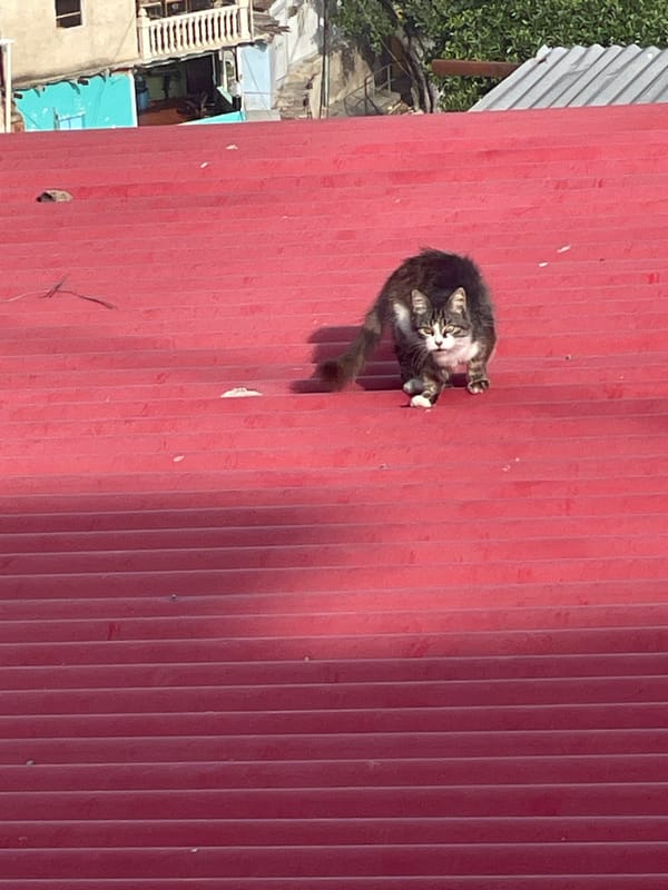 Cat spotted grooming on red rooftop in Caracas