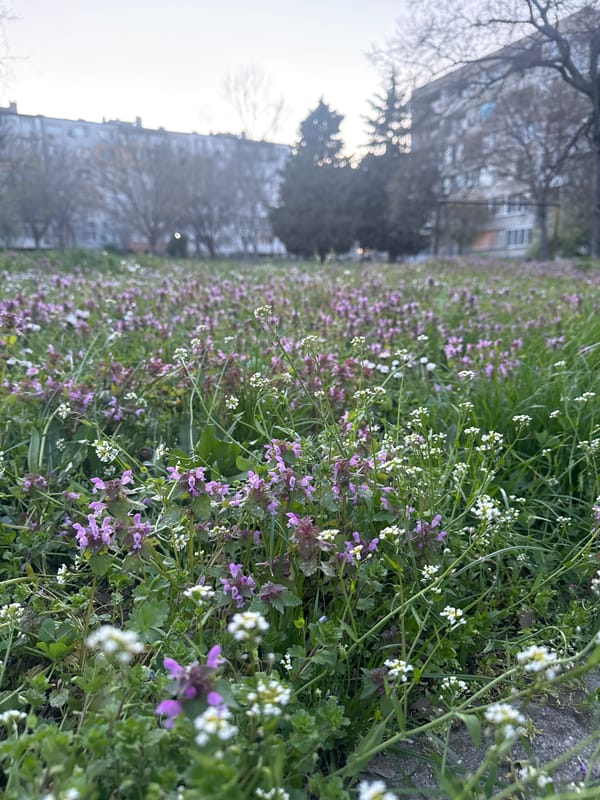 Spring wildflowers bloom in urban Burgas, Bulgaria
