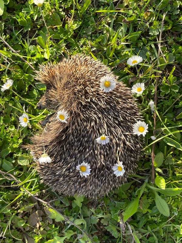 Daisy-covered hedgehog photographed in grass in Tsandrypsh, Abkhazia