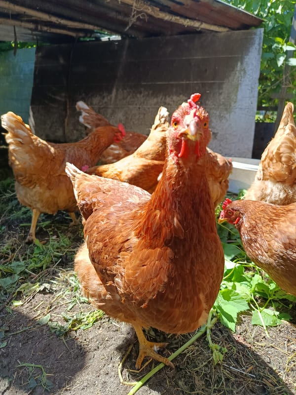 Rural morning with chickens, kittens and gardens in Vereya