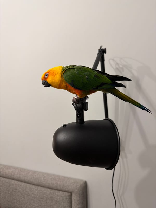 Woman kisses pet Sun Conure parrot in Khimki home