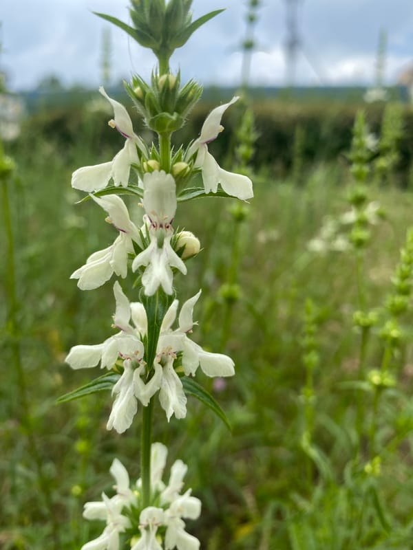 Morning wildflower documentation captured in Kamianske, Ukraine