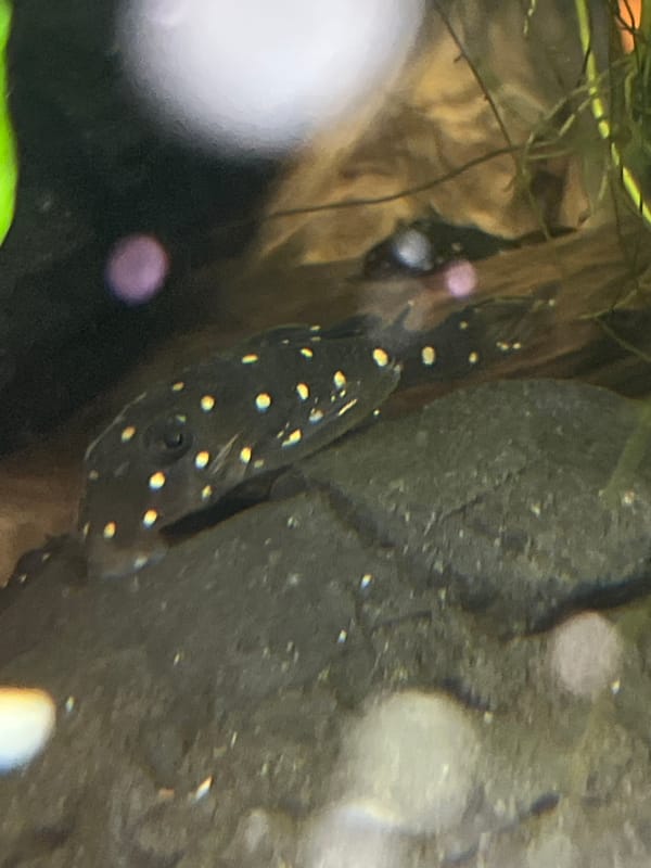 Red cherry shrimp in a planted freshwater tank, Starbucks mug nearby
