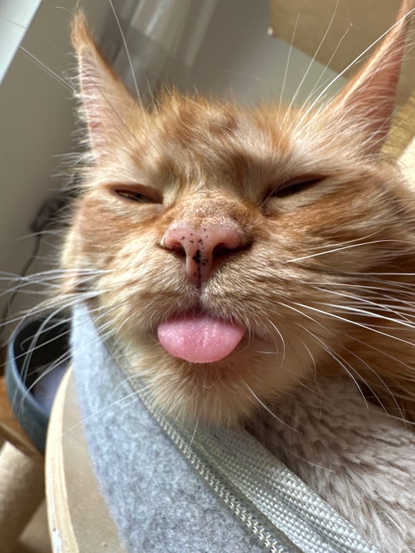 Two cats doing absolutely nothing, documented with love