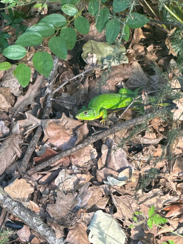 Green lizards spotted among fallen leaves in Bulgarian forest