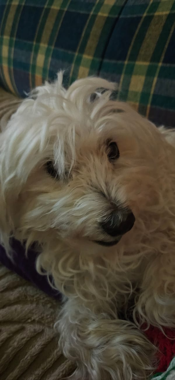Small white dog rests on plaid blanket indoors