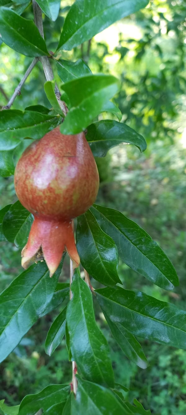 Backyard fruit, flowers, and animals on a summer afternoon