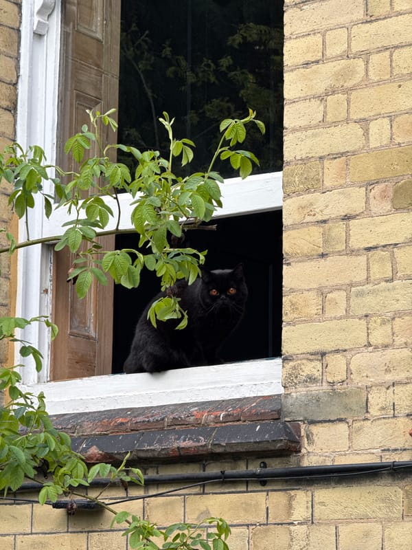 Black cat spotted gazing from London building window