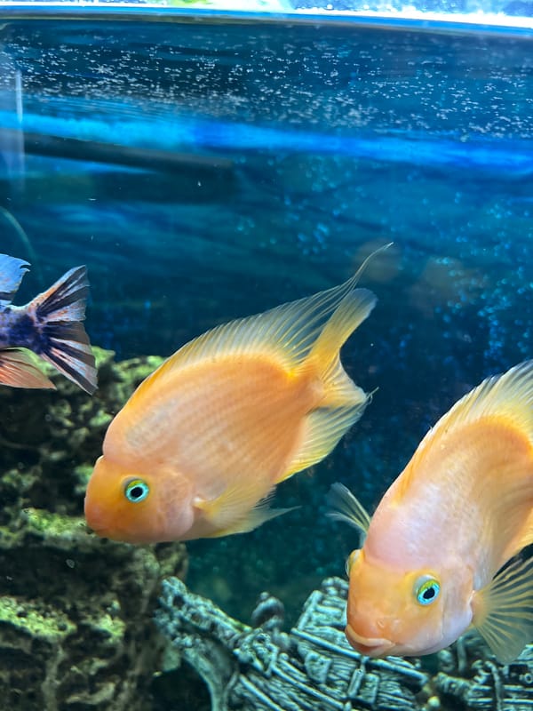 Parrot cichlids and tankmates in a decorated home aquarium