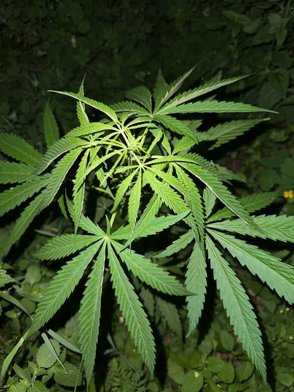 Evening nature walk yields plant and wildlife close-ups