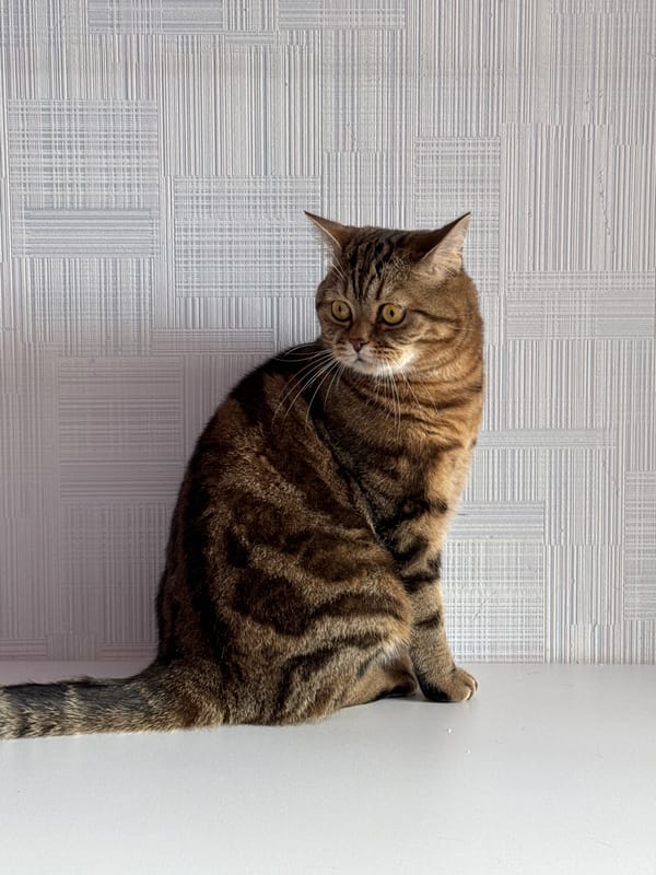 Domestic moments with cats and family captured in Chaikovsky