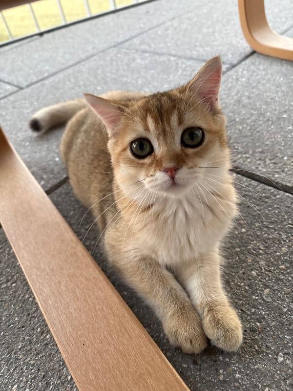 Curious kitten owns the balcony in Bönnigheim