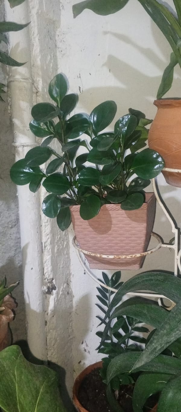 Potted plant with dark leaves documented in Tinaquillo
