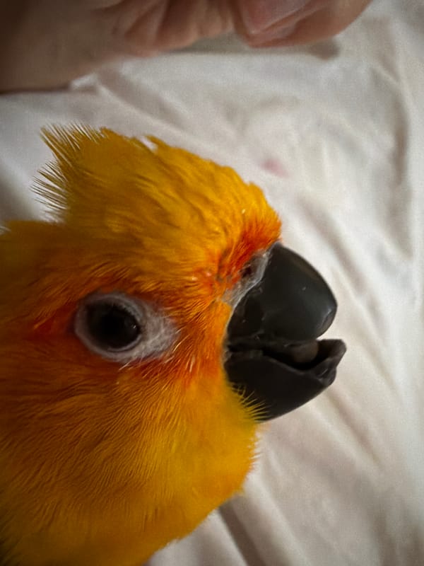 Chill afternoon at home with sun conure parrots in Khimki