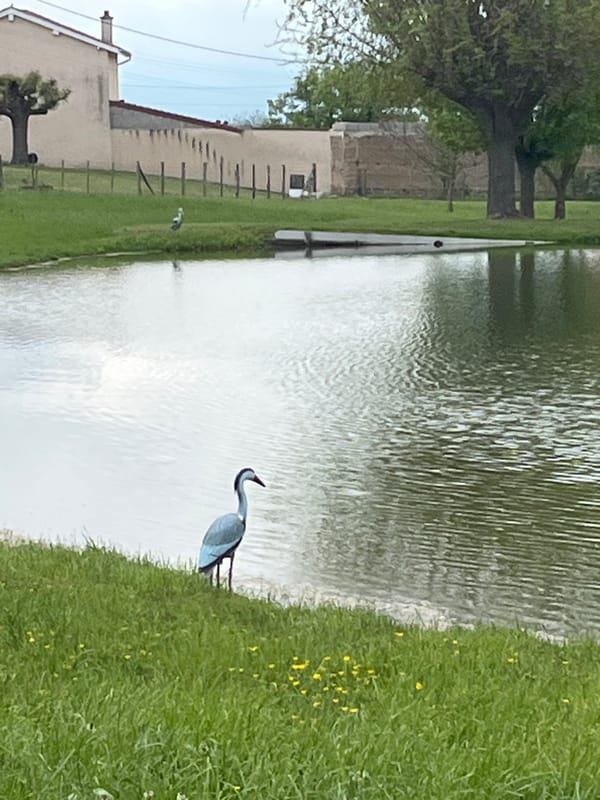 Bird spotted at pond in Chambœuf, France
