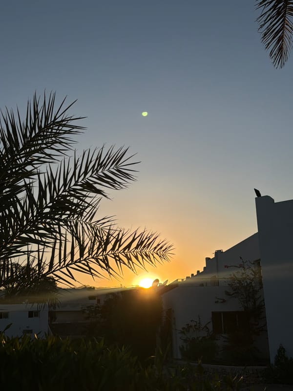 Sharm El Sheikh sunset: palm trees, date palms, and personal moments