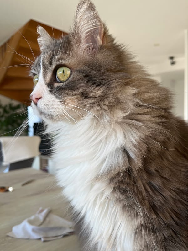 Morning domestic scene: woman and cat in French village