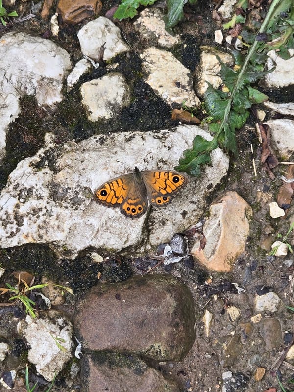 Orange butterfly observed resting on stones amid vegetation