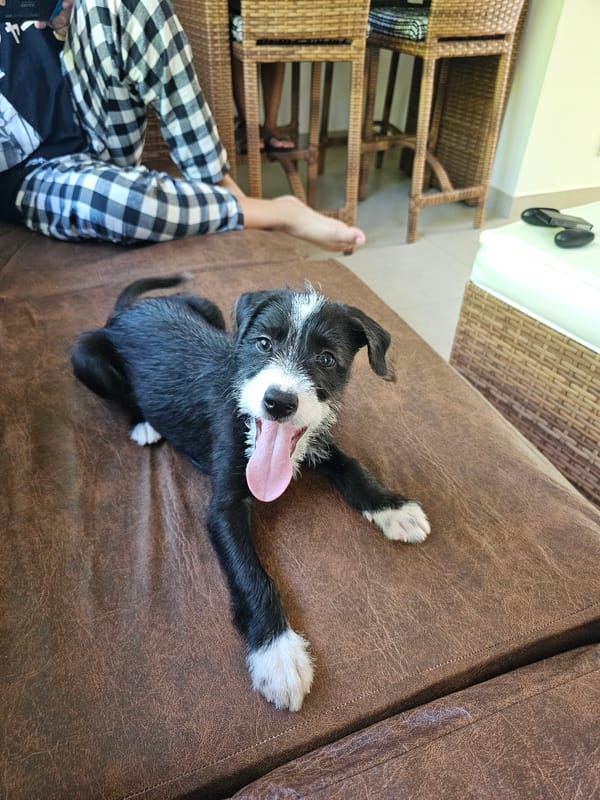 Puppy rests on couch in Cabo Frio home