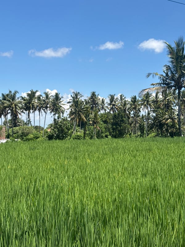 Rice fields documented in Pejeng, Indonesia dawn hours