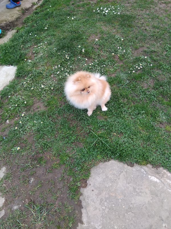 Pomeranian dog's daily routine documented in Apriltsi, Bulgaria