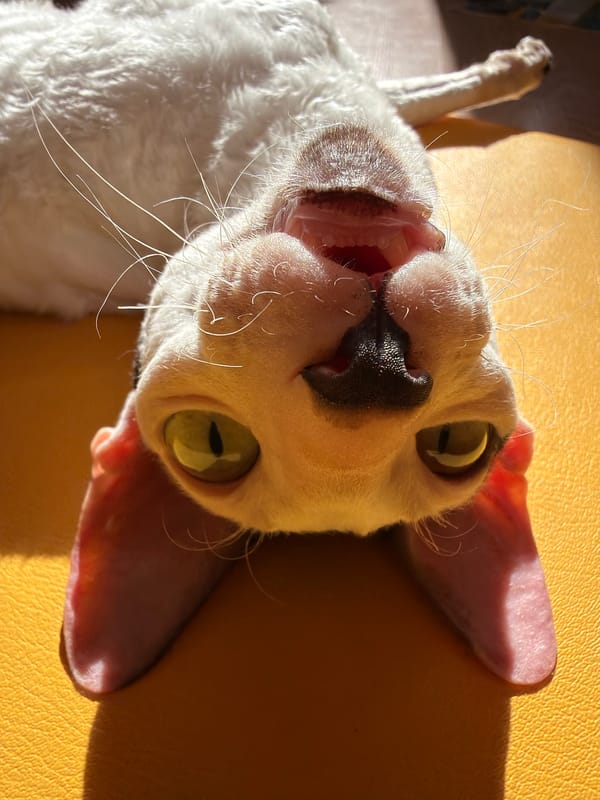Cornish Rex cats sprawled out on cushions and blankets