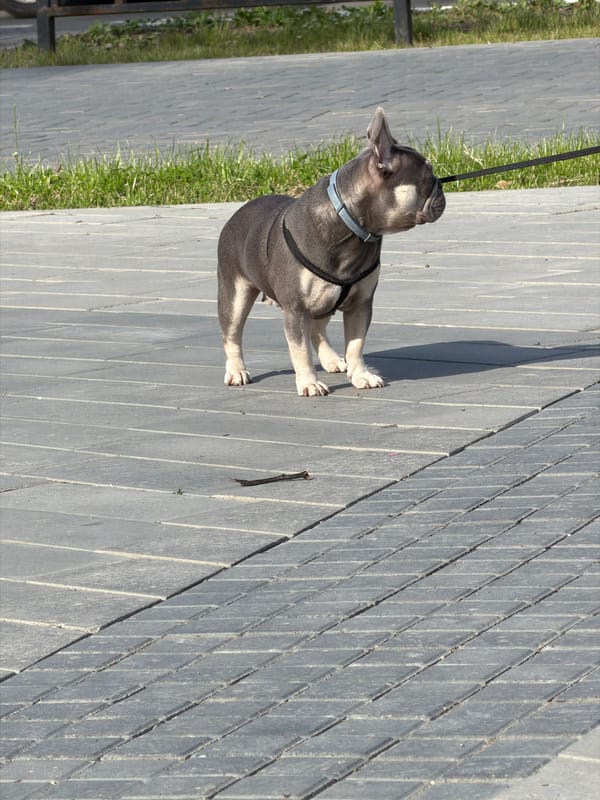 Dog walking and daily life moments captured in Chaikovsky