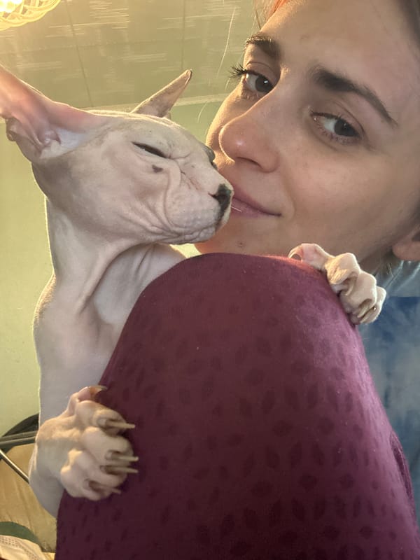 Sphynx cat and teddy bear share a lazy morning in Togliatti