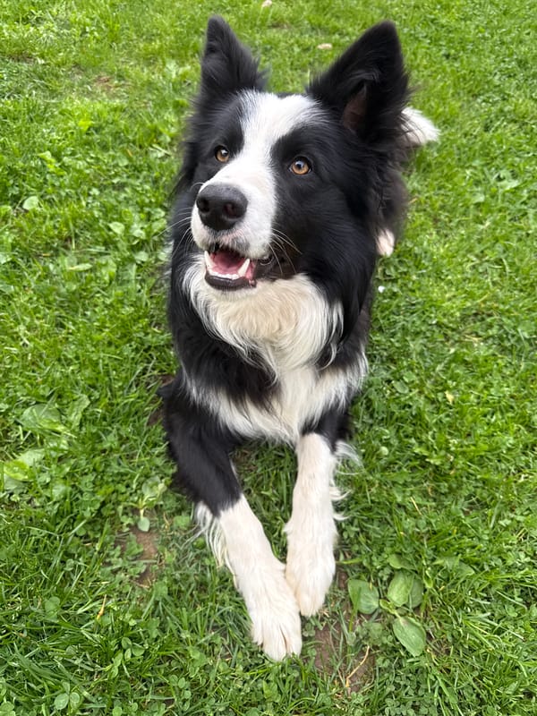 Border Collie enjoys playful moment on lawn in Bulgaria