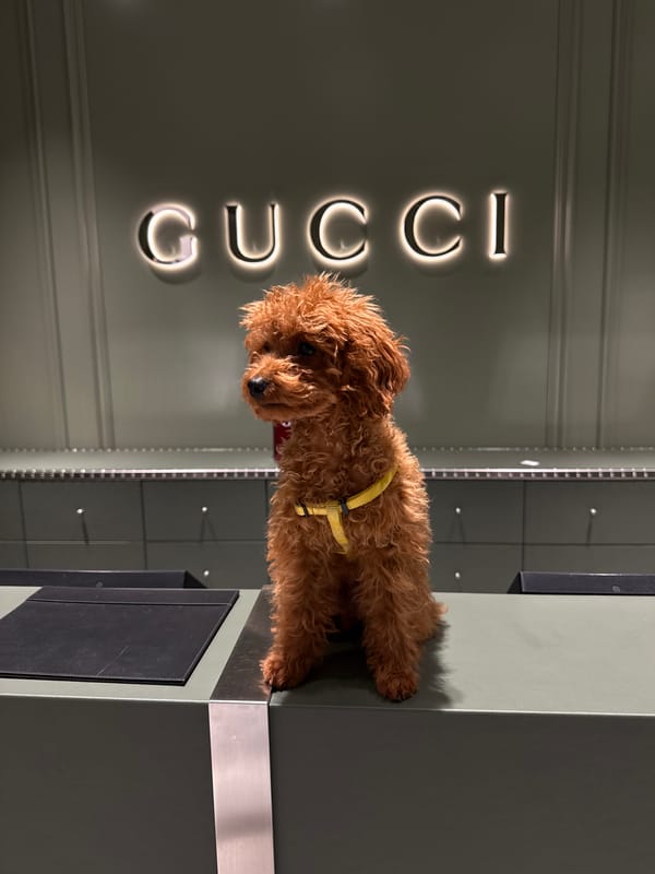 Poodle in yellow harness visits Gucci store in Italy