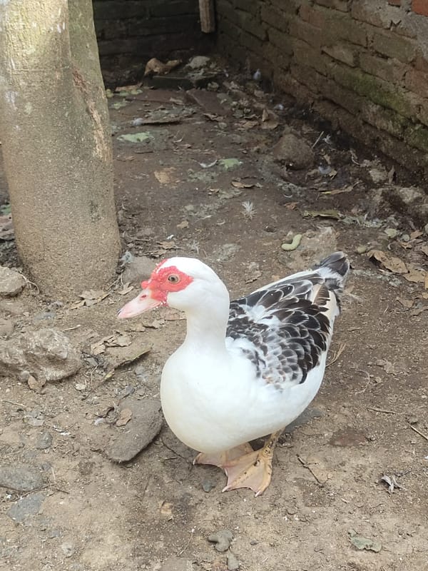 Muscovy duck flock observed in rural Indonesian village