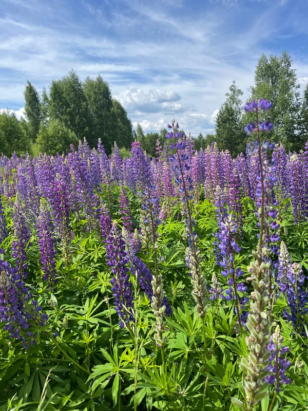 Lupine flowers bloom in Russian field under clear skies