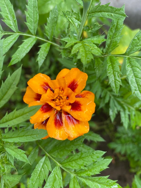 Rain-soaked garden details, flower by flower