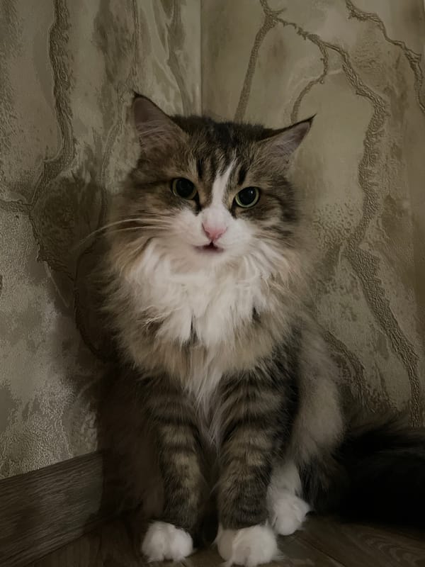 Person documents quiet evening moments with tabby cat in Izhevsk
