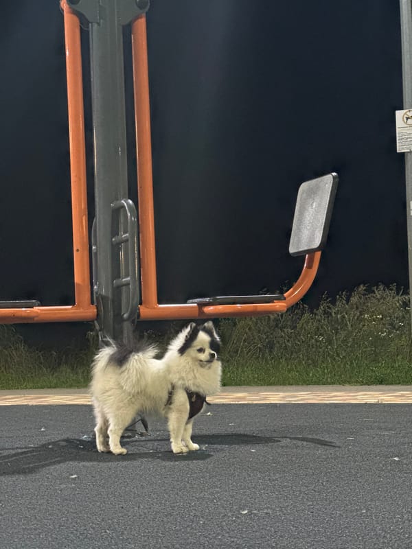 A Mikhaylovsk evening: park structures, streetlights, and pets