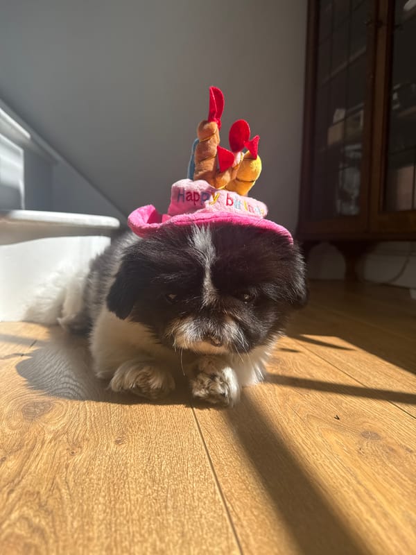 Dog celebrates birthday with pink hat in London home